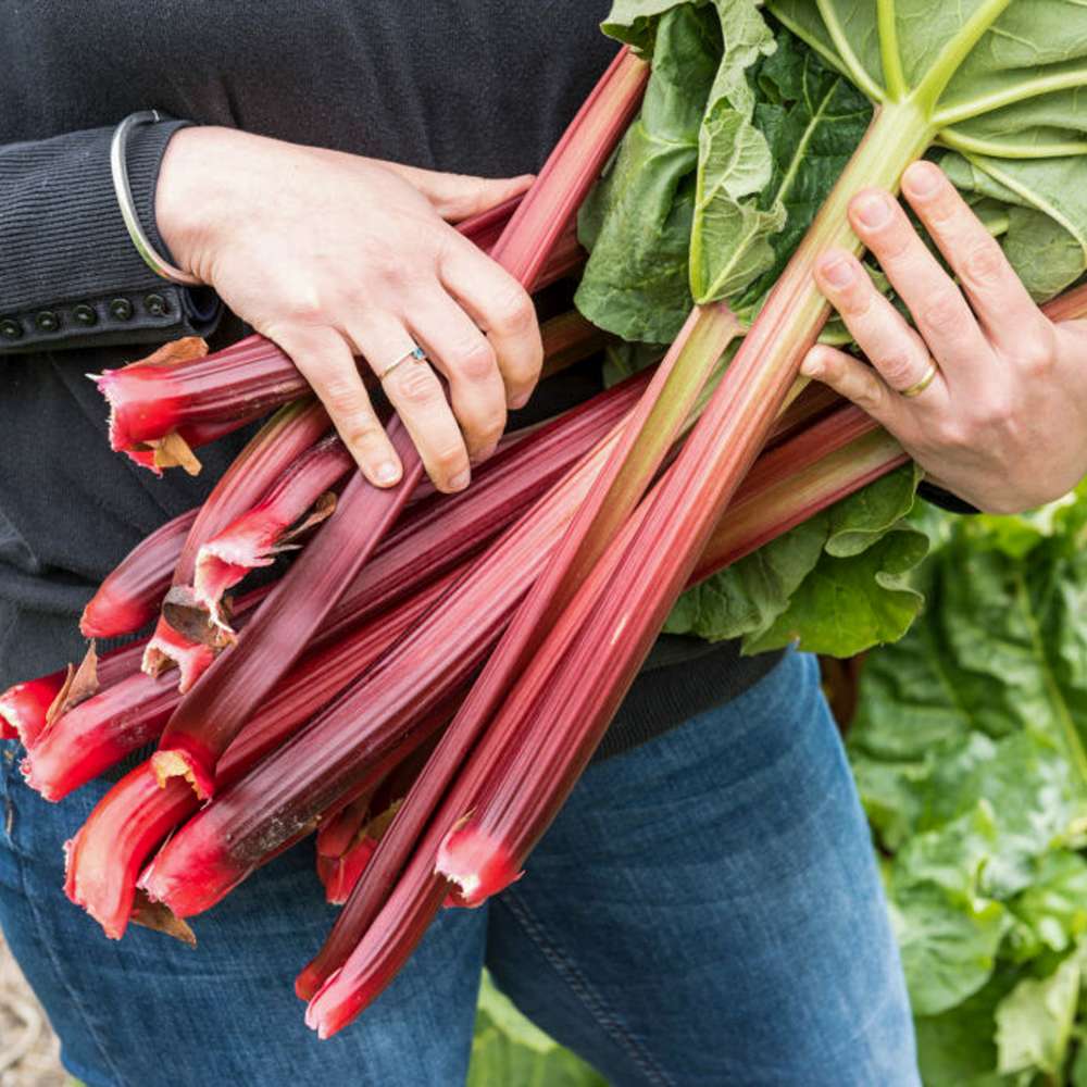 Rabarber 'Sutton's seedles'